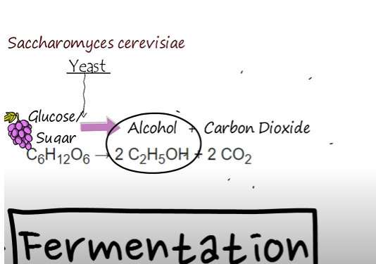 fermentation  process