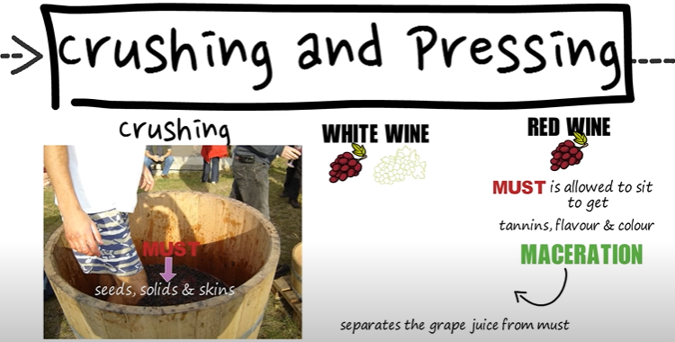 what is must ( wine- making process )